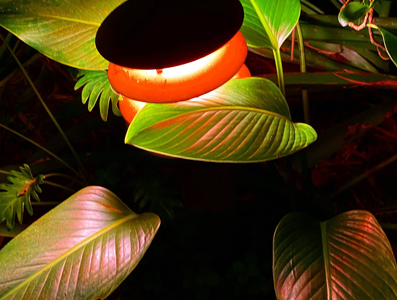 Portfolio Image