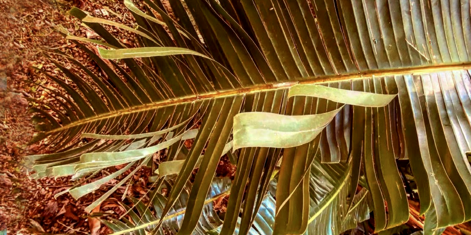 Portfolio Image